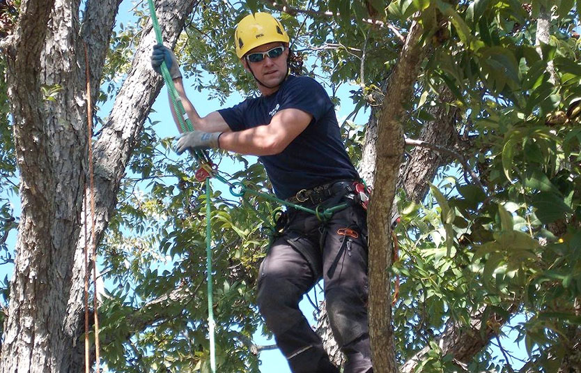 working safely with trees