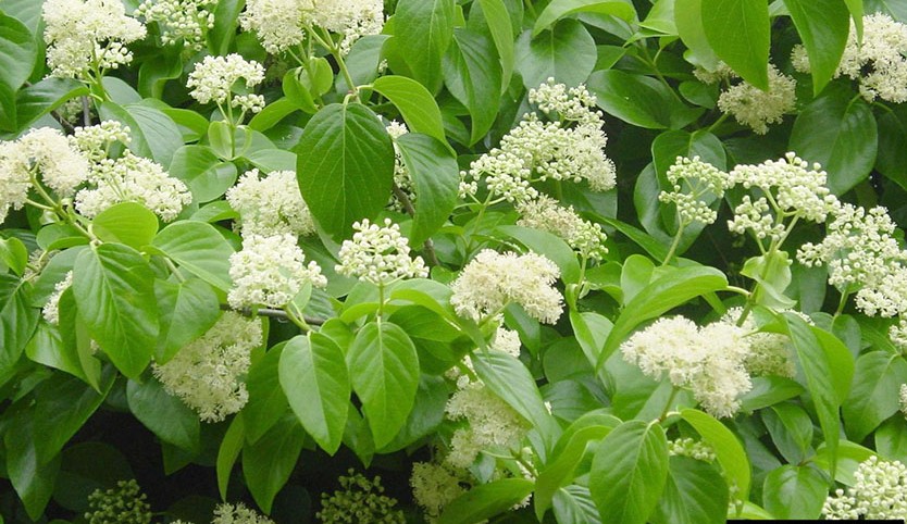 climbing hydrangea