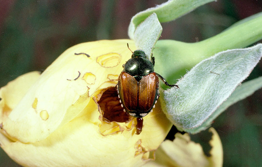 Japanese beetle on rose - bugwood.org