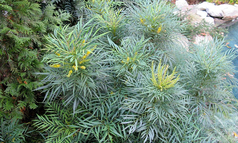 Mahonia Soft Caress