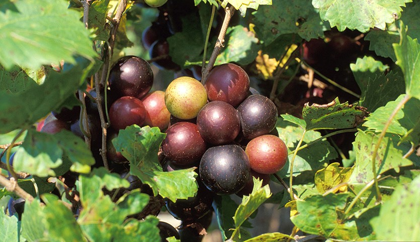muscadine