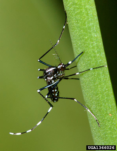 Category 41 mosquito control license for Georgia