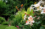 Floralis Garden Design