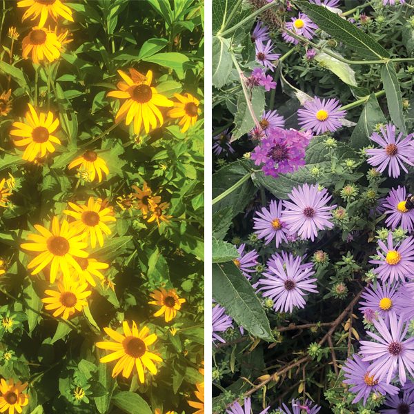 Pollinator conservation and citizen science