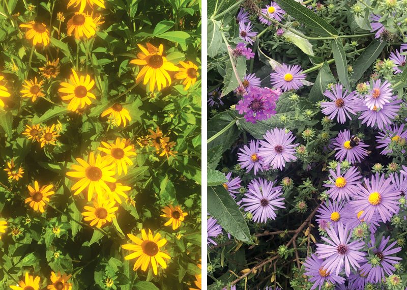 Pollinator conservation and citizen science