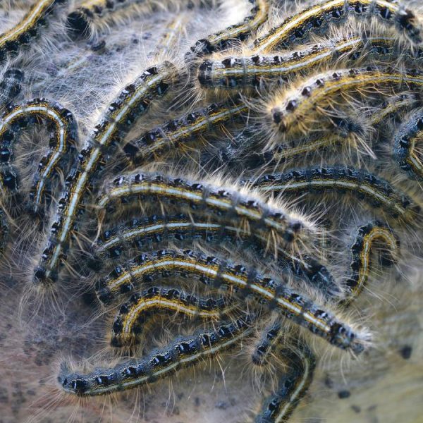 The tent caterpillars