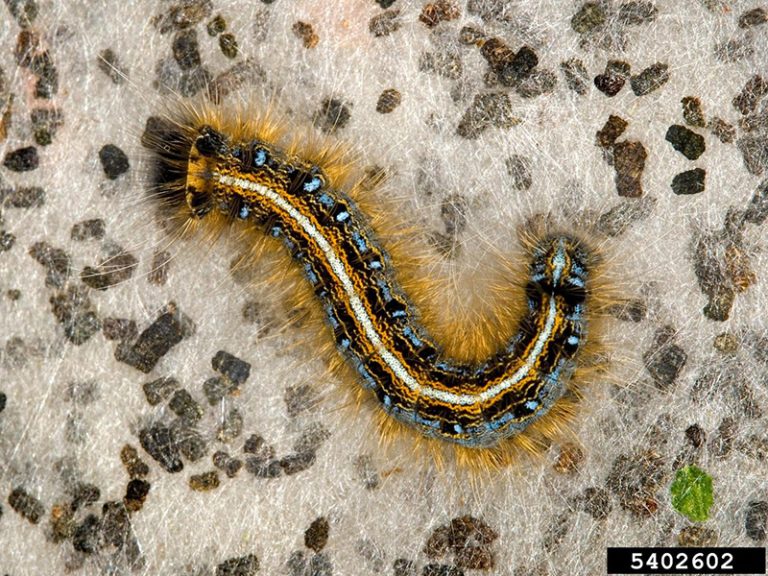 Tree Larvae The tent caterpillars - UAC