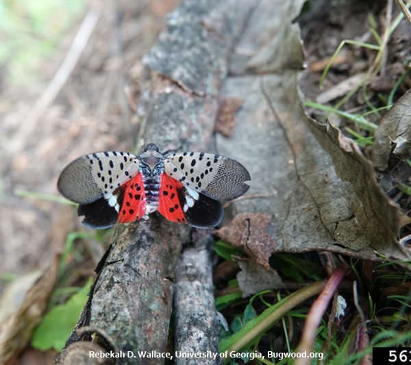 Spotted lanternfly alert