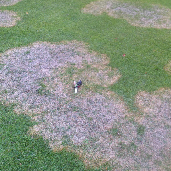 Fall activities for turfgrass disease prevention