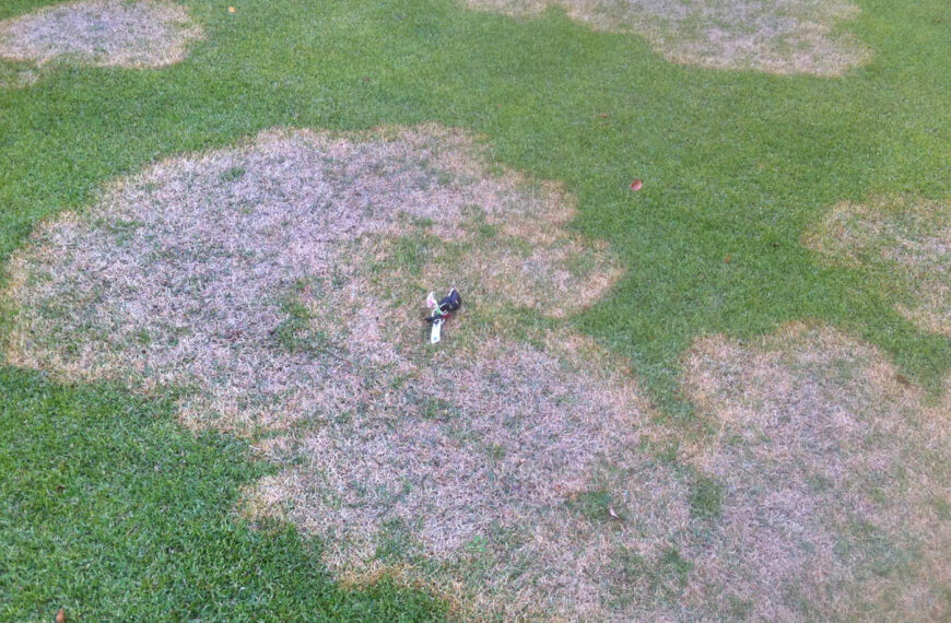 Fall activities for turfgrass disease prevention