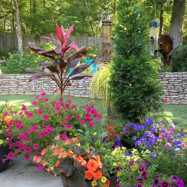 North Pole arborvitae