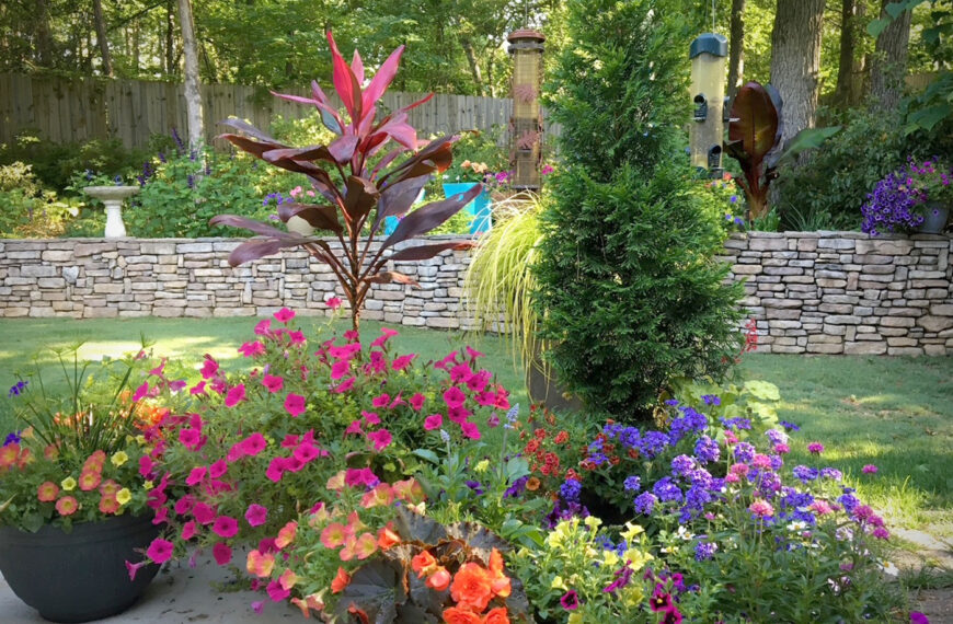 North Pole arborvitae