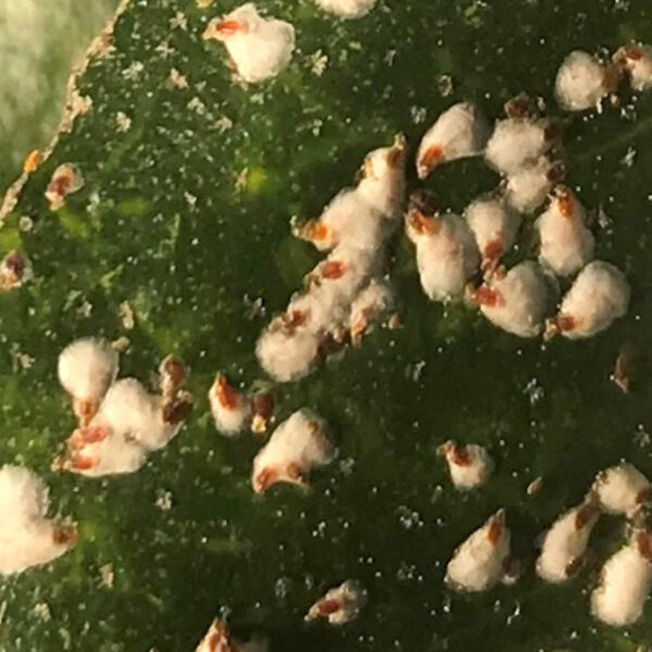 False oleander scale