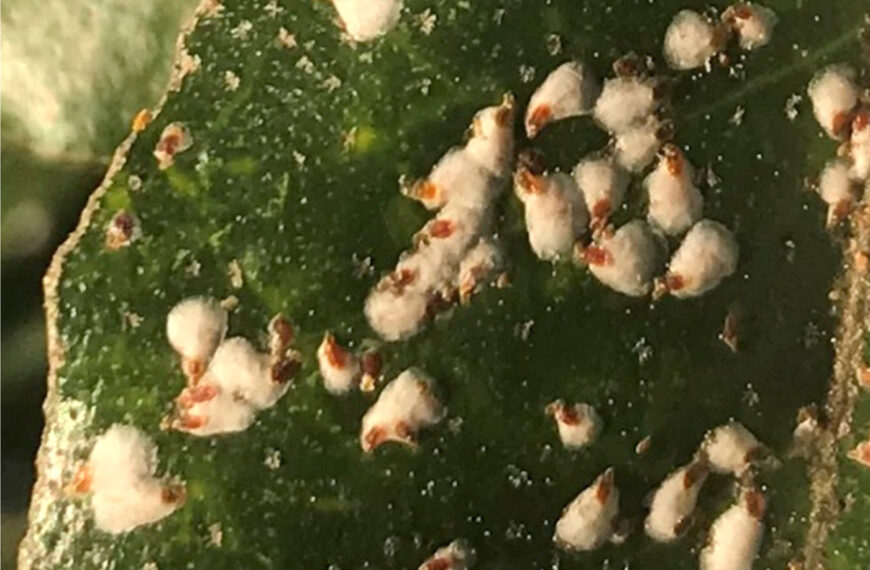 False oleander scale