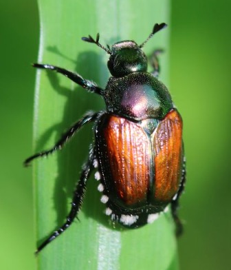 White Grubs in Georgia Turfgrass: Biology, Identification, and Management