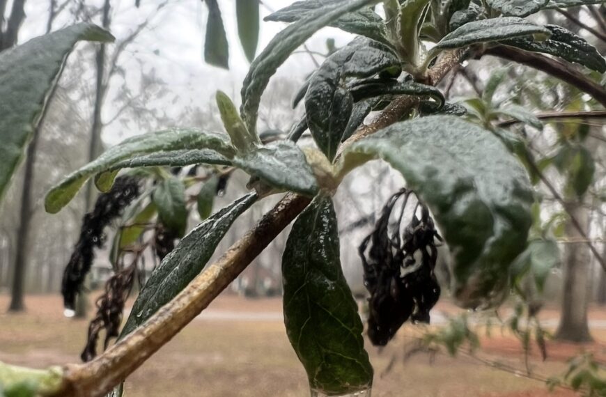 From Frost to Spring: Managing Cold Injury in Ornamentals