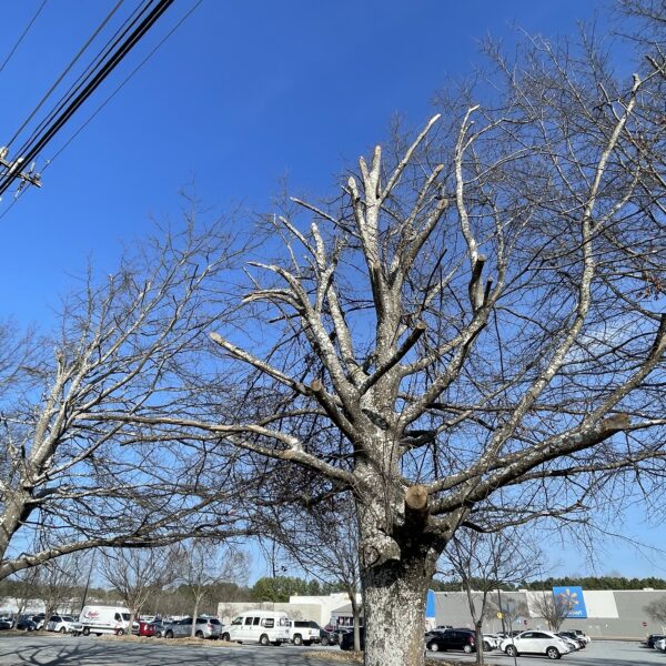 Right tree, right place: Are we learning from our mistakes?