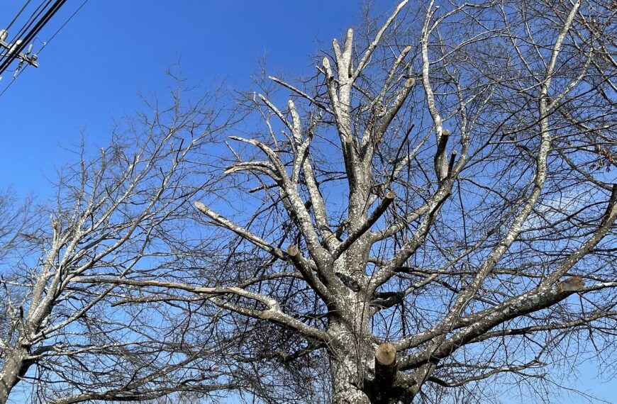 Right tree, right place: Are we learning from our mistakes?