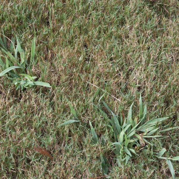 Are you PRE-pared for PRE-emergent Summer Annual Weed Control? Crabgrass is here!