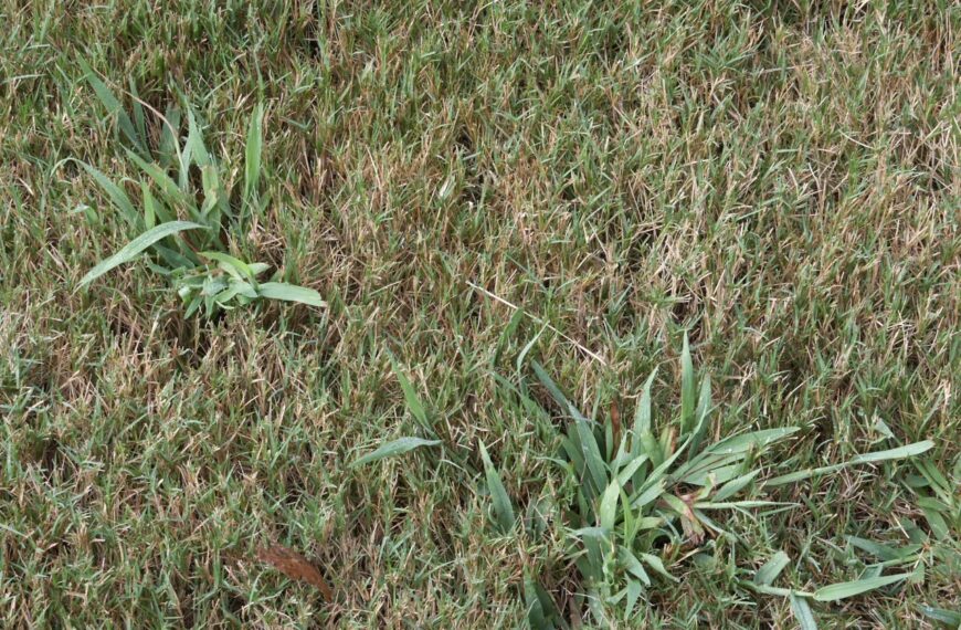 Are you PRE-pared for PRE-emergent Summer Annual Weed Control? Crabgrass is here!