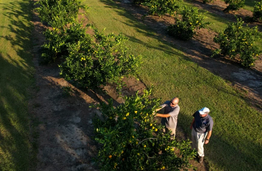 New 2026 Georgia Ag Impact Report Is an Essential Resource for Agriculture Stakeholders