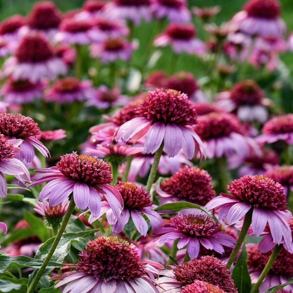 Consider coneflowers for attractive, colorful landscape designs