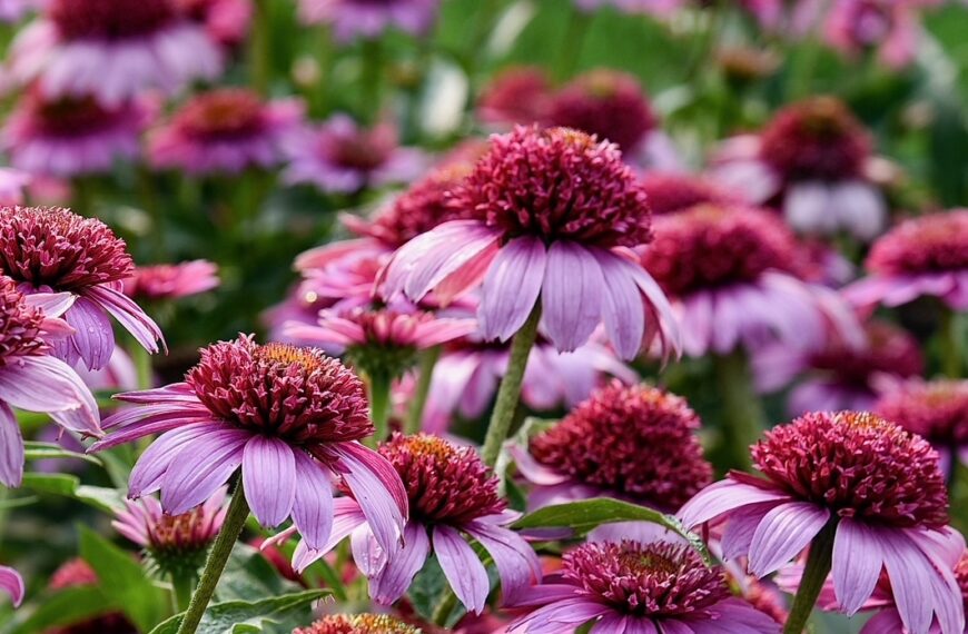 Consider coneflowers for attractive, colorful landscape designs