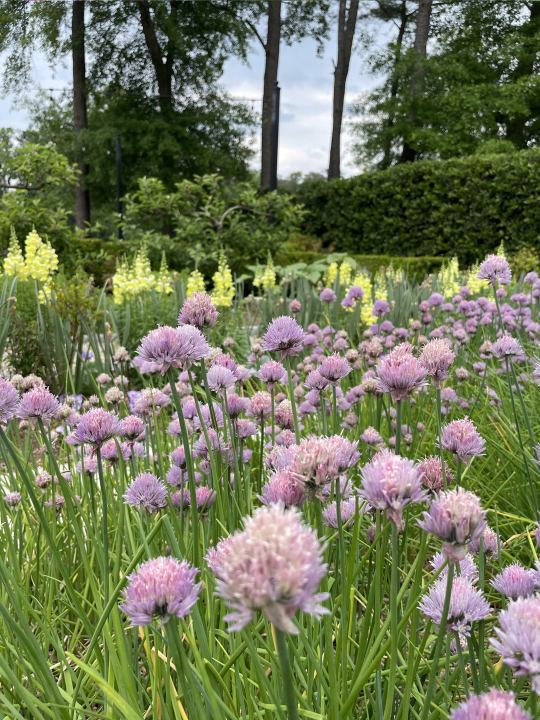 10.-The-West-Paces-Ferry-Formal-Kitchen-and-Pollinator-Garden-AFTER