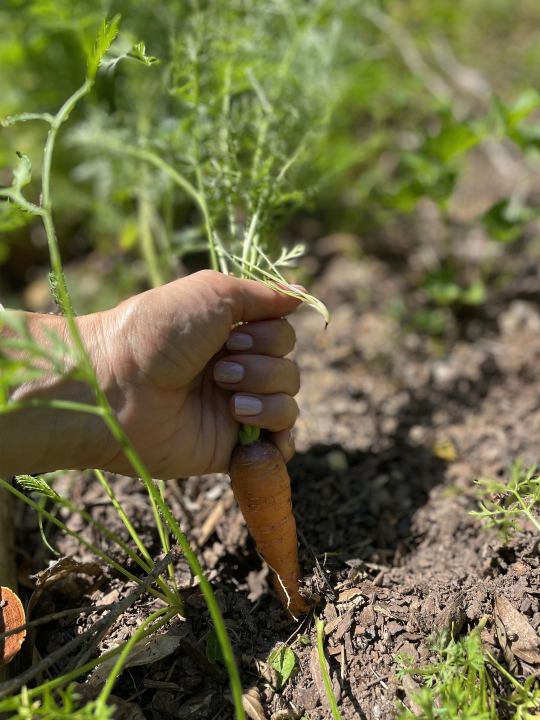 12.-The-West-Paces-Ferry-Formal-Kitchen-and-Pollinator-Garden-AFTER