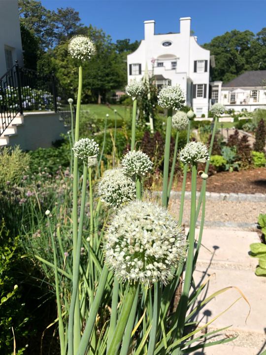 4.-The-West-Paces-Ferry-Formal-Kitchen-and-Pollinator-Garden-AFTER
