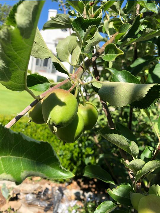 6.-The-West-Paces-Ferry-Formal-Kitchen-and-Pollinator-Garden-AFTER
