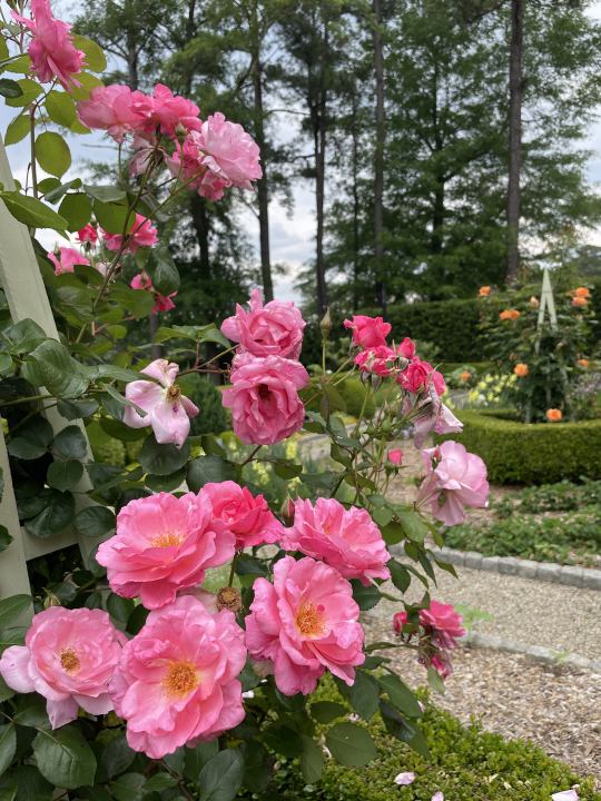 9.-The-West-Paces-Ferry-Formal-Kitchen-and-Pollinator-Garden-AFTER