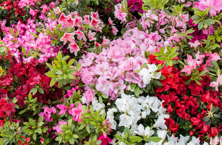 Azalea culture: A southern love affair