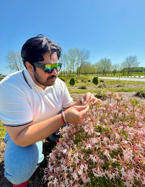 Lav Yadav examines the flower structure of a native piedmont azalea flower. These are being bred at UGA to remain a smaller more shrub like size making them more ideal for landscape usage alongside non native azaleas.  April 13, 2025