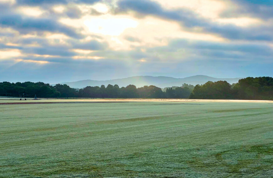 2026 Annual Georgia Sod Producers Inventory Survey