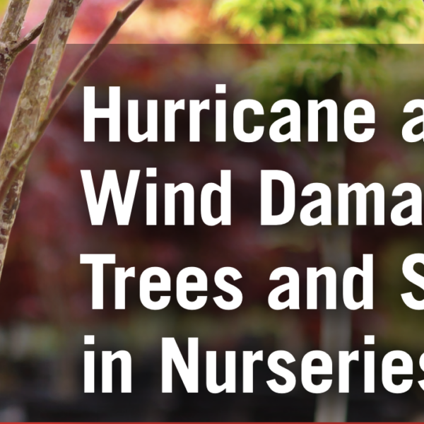 Hurricane and Wind Damage to Trees and Shrubs in Nurseries