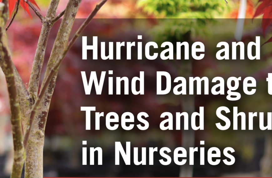 Hurricane and Wind Damage to Trees and Shrubs in Nurseries