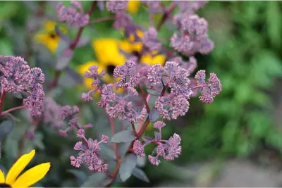 Celebrating Year of the Sedum