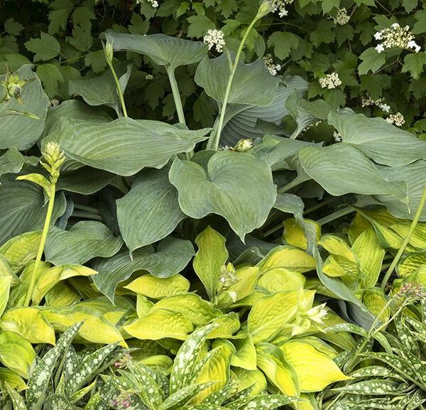 Giant Lone Star: A Heavenly Hosta