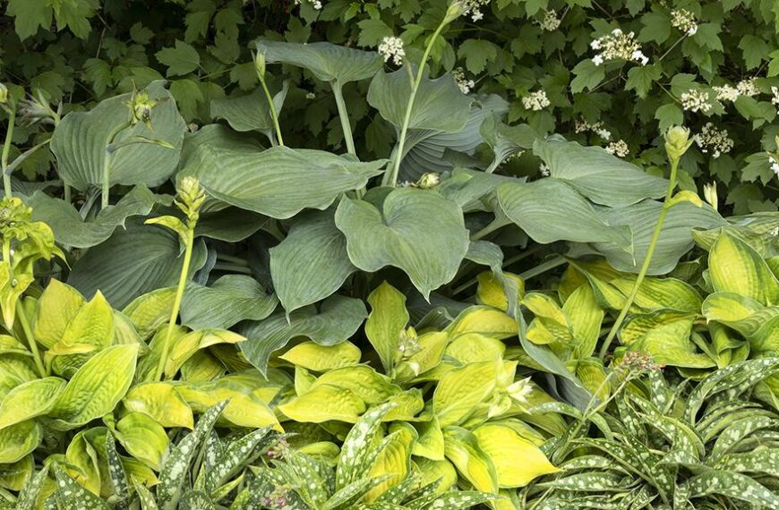 Giant Lone Star: A Heavenly Hosta
