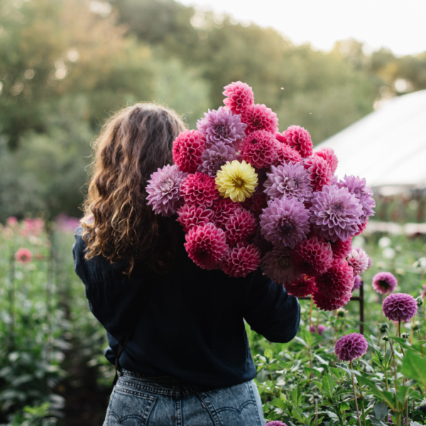 Growing Together: The Rise of Georgia’s Cut Flower Industry