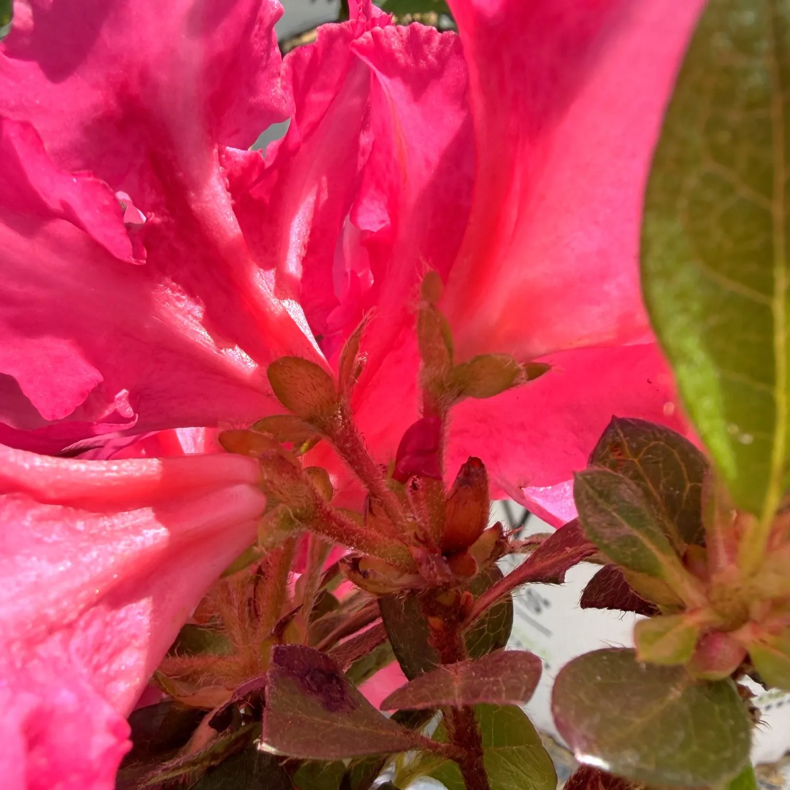 Bloom_arrangement_Perfecto-Mundo-azalea-1536x1536