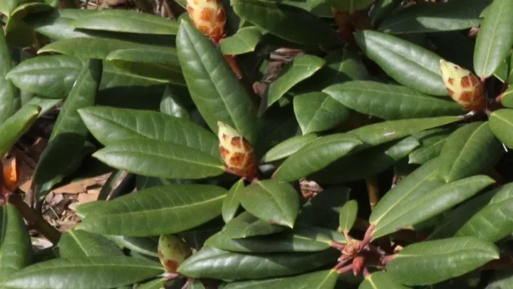 Dandy-Man-Color-Wheel-rhododendron-foliage