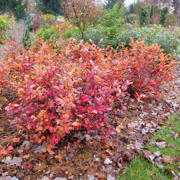 Fall flowering shrub care