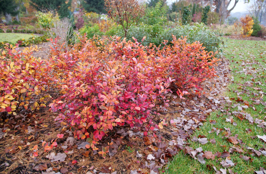 Fall flowering shrub care