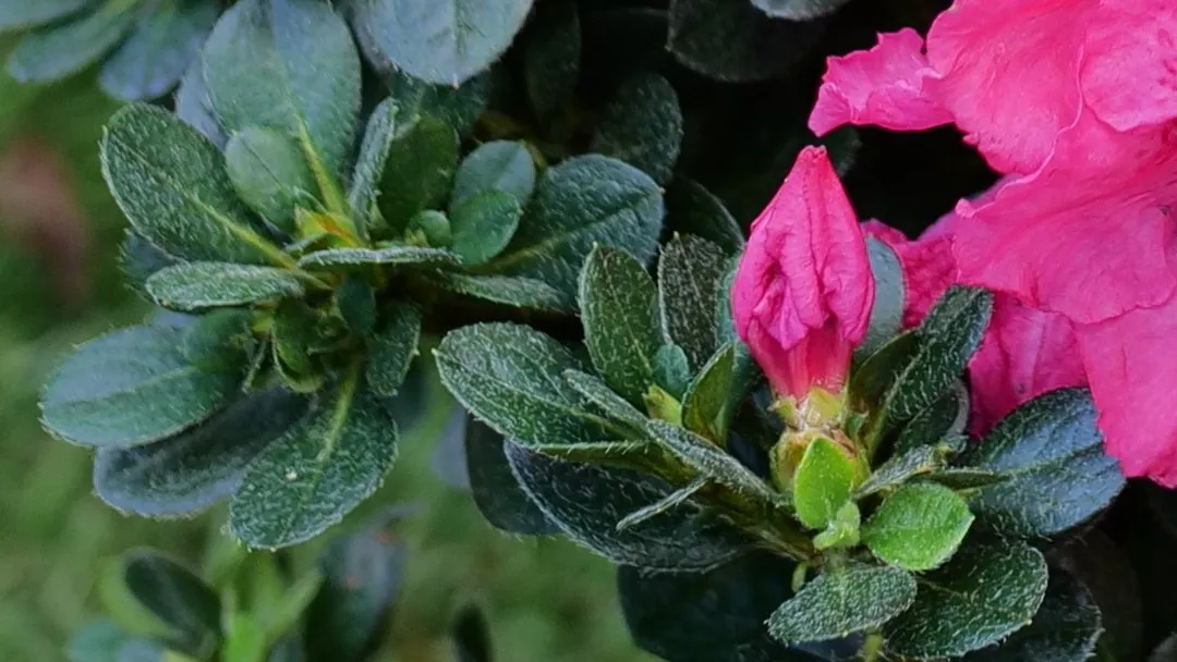 Perfecto-Mundo-Epic-Pink-azalea-foliage