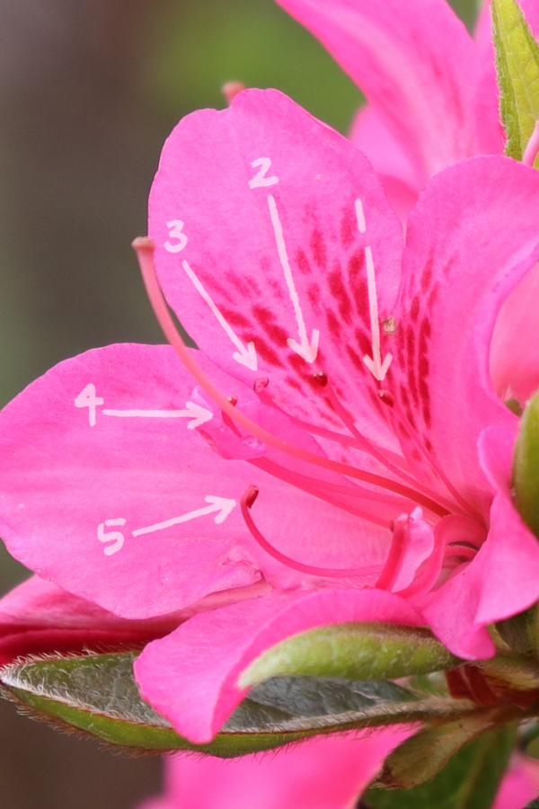 PERFECTO MUNDO® Double Dark Pink Azalea