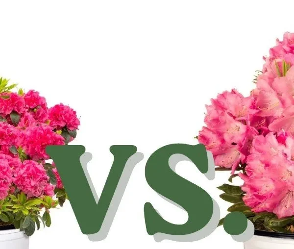 Azaleas vs. Rhododendrons