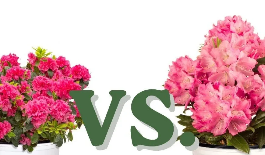 Azaleas vs. Rhododendrons