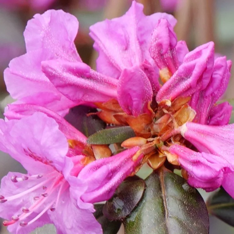 bloom_arrangement_Black-Hat-rhododendron-bloom-center-1